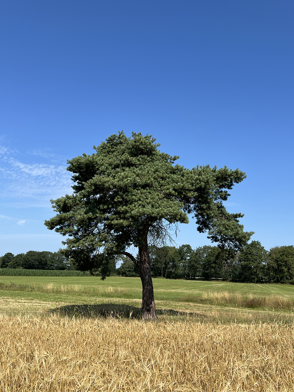 Immboilien Garms - landwirtschaftliche Verkaufe und Verpachtungen -